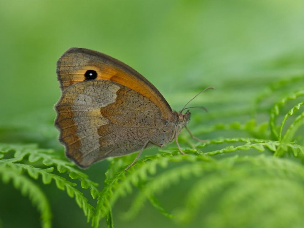 meadow brown butterfly