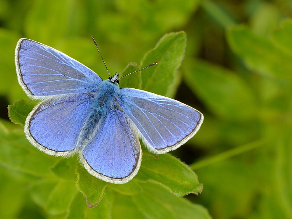 common blue butterfly