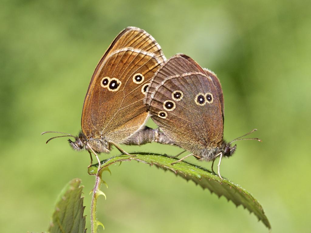 ringlet butterflies mating